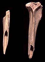 Awls made of the bones of arctic hare from Church Hole. © 2000 The The British Museum.
