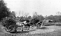 Farming scene at Plumtree, c.1900.
